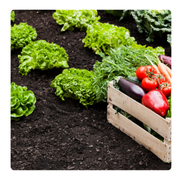 Food, Agriculture & Farming