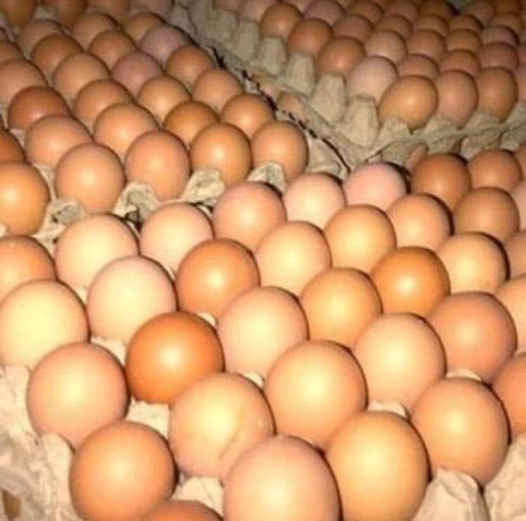 Eggs